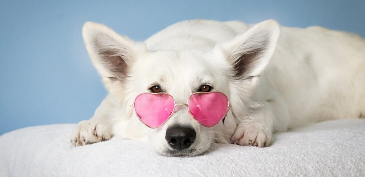 Familias multiespecie: reconfiguración de los afectos y pertenencias